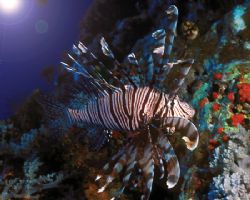Lionfish are the coolest fish but they can literally get ... by Michael Canzoniero 